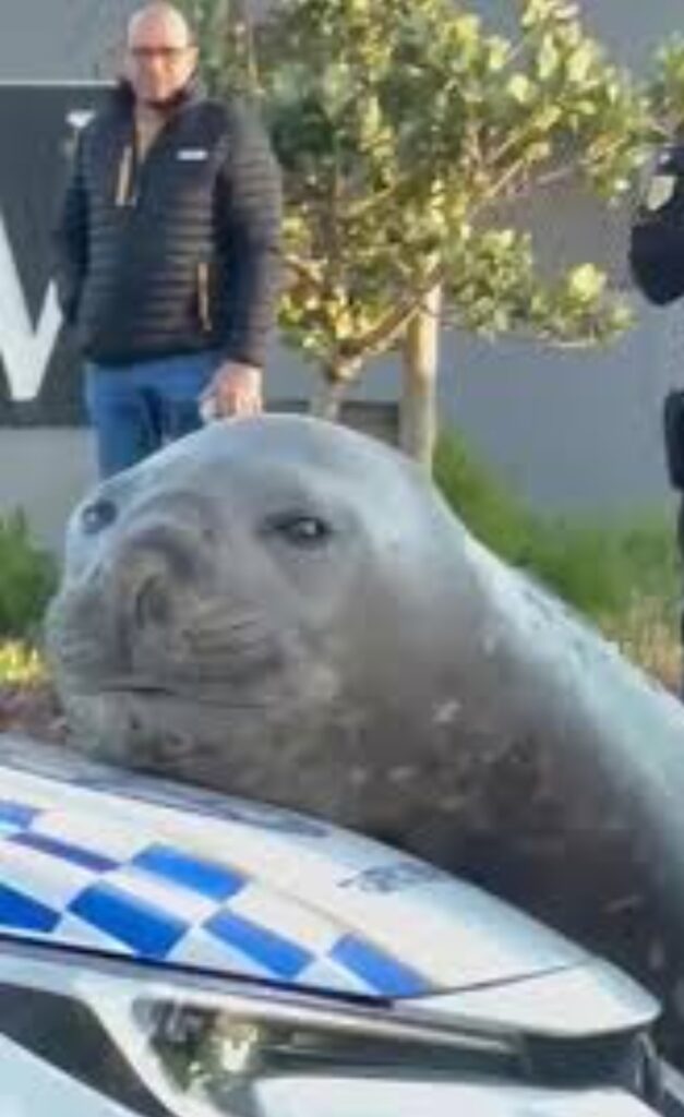 “Lost Giant elephant seal “