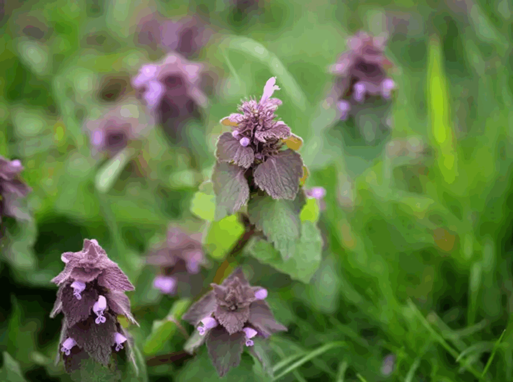 Purple Deadnettle (Lamium purpureum):