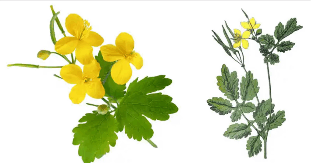 Chelidonium majus L. – The Greater Celandine: