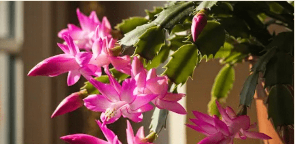 The simple secret to a blooming Christmas cactus. What does it need for a lush flowering?